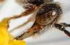 Nomada flavoguttata